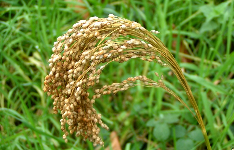 Millet