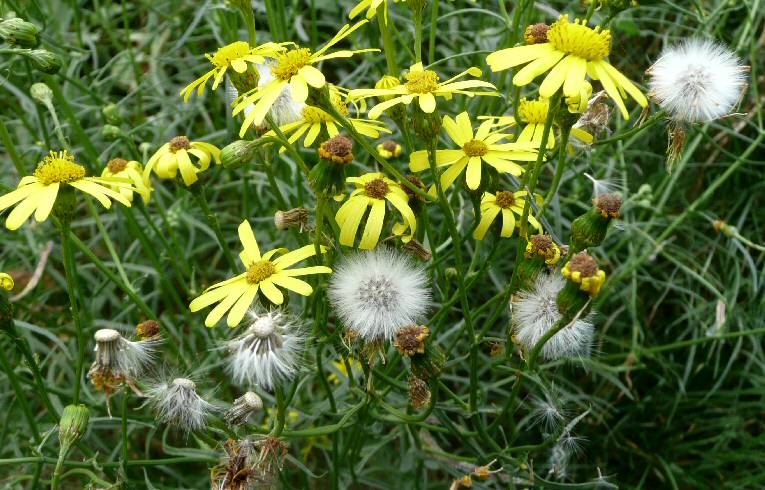 Narrow-leaved Ragwort