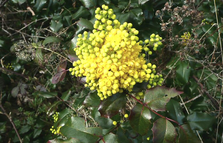 Oregon Grape