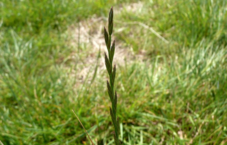 Perennial Rye-grass