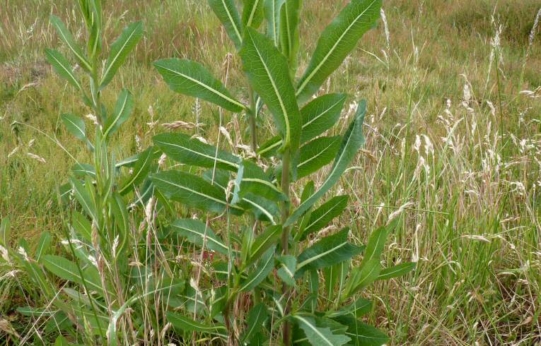 Prickly Lettuce