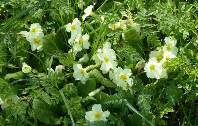 Primrose
