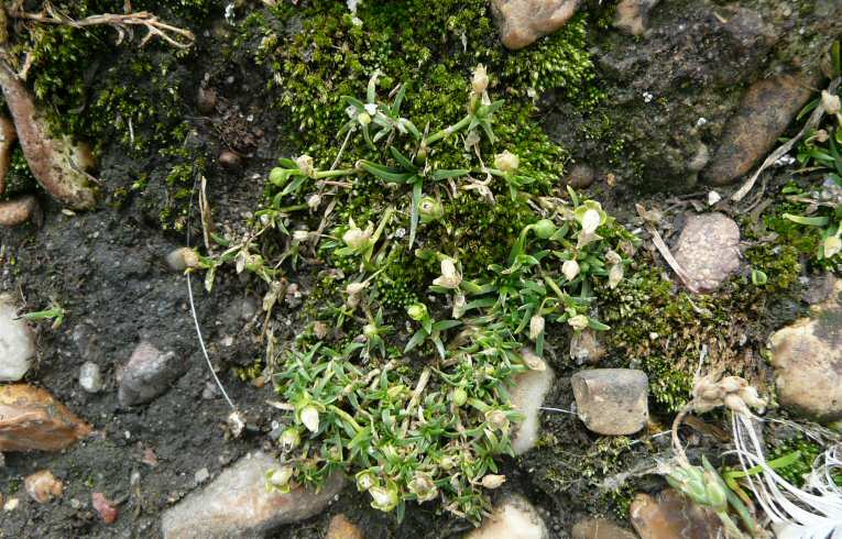 Procumbent Pearlwort