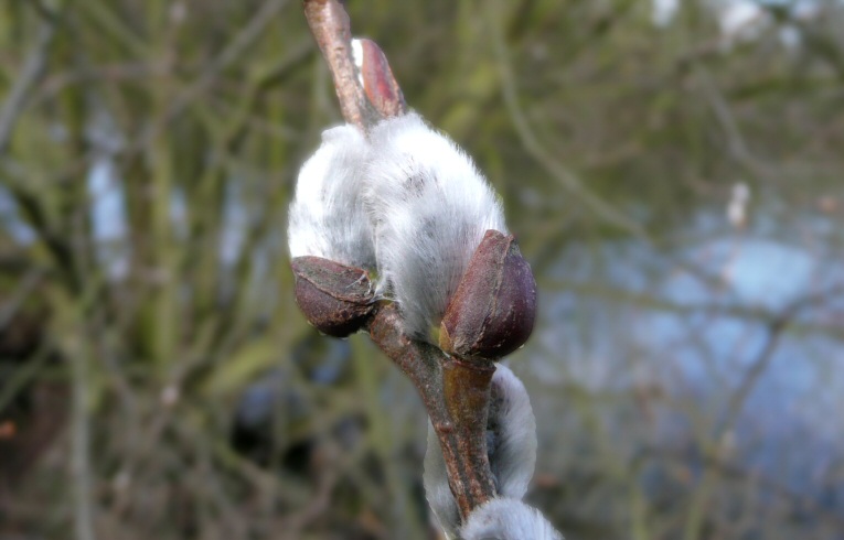 Pussy Willow