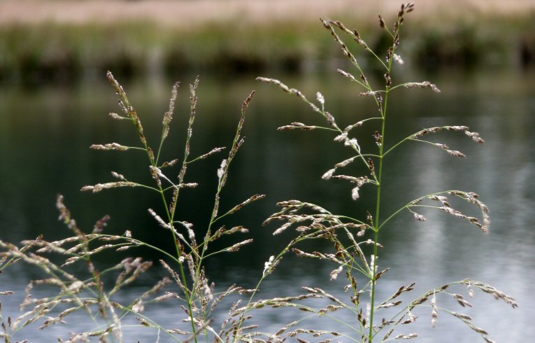 Reed Sweet-grass