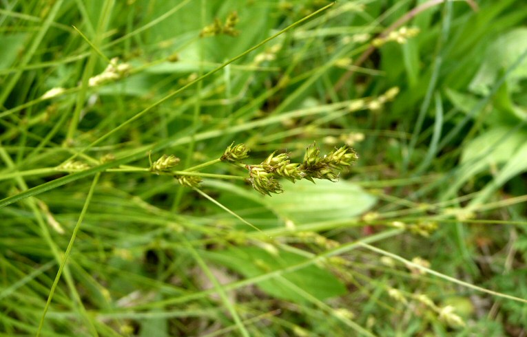 Remote Sedge