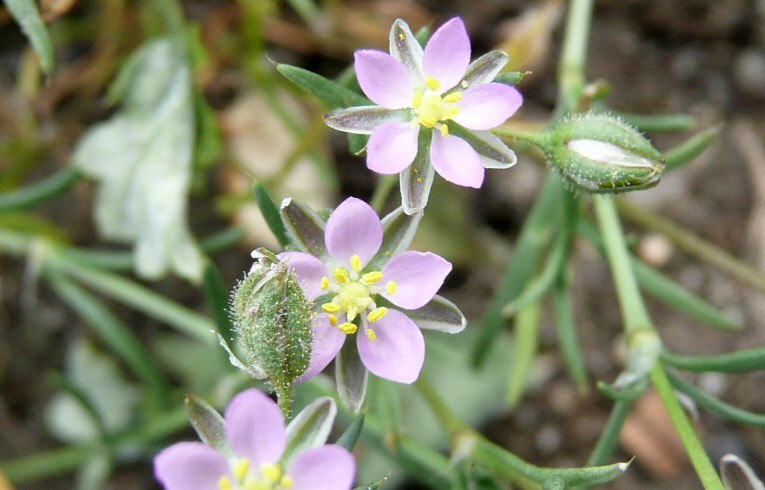 Sand Spurrey