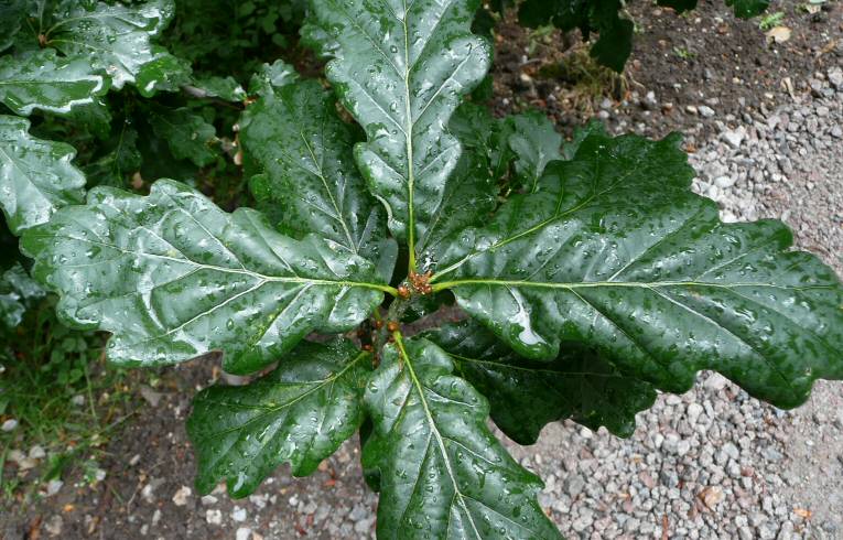 Sessile Oak