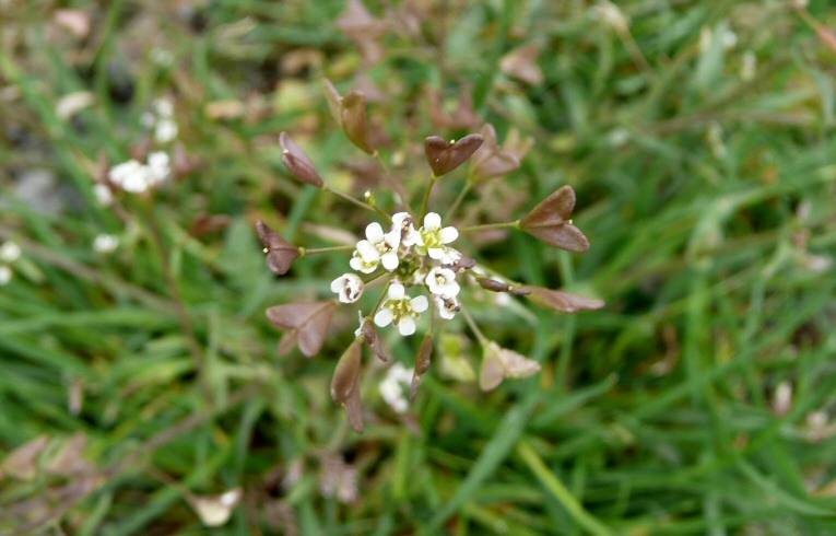 Shepherd's Purse