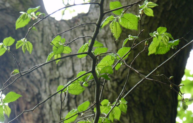 Small-leaved Elm