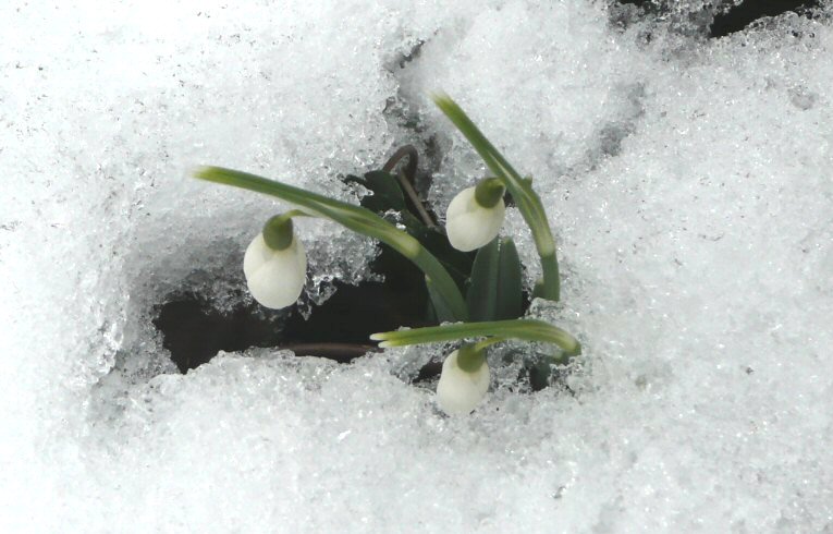 Snowdrops, Galanthus nivalis