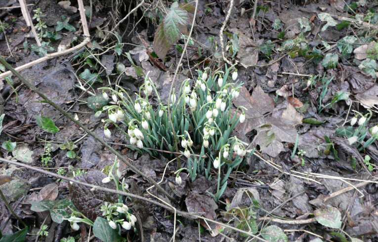 Snowdrops in Wanstead Park