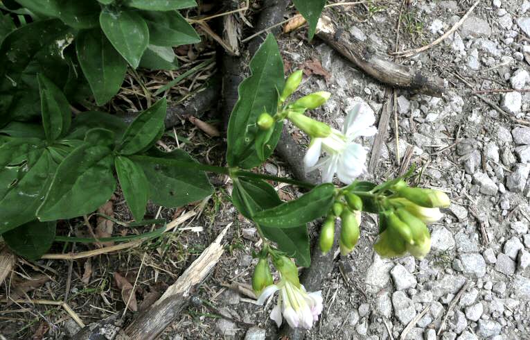 Soapwort