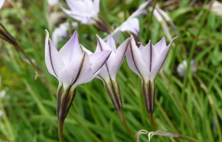 Spring Starflower
