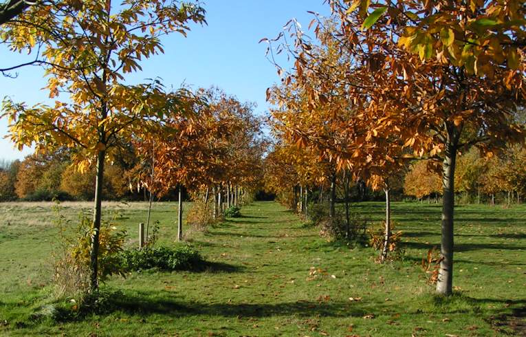Sweet Chestnut