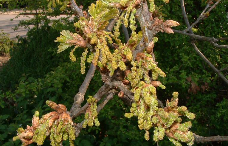 Acer pseudoplatanus