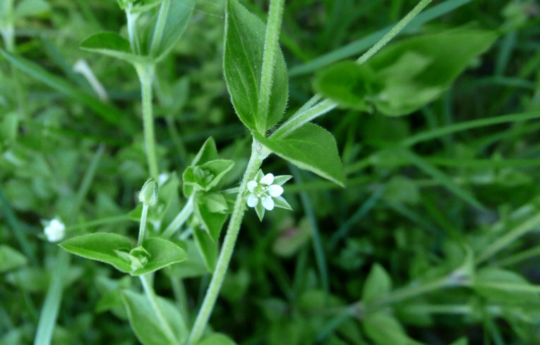 Three-veined Sandwort