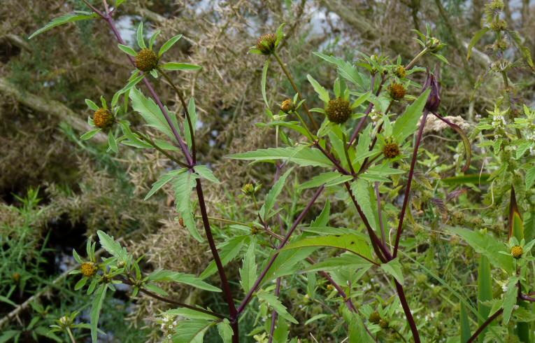 Trifid Bur-marigold