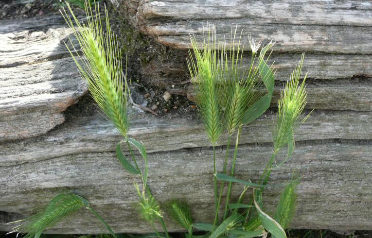 Wall Barley