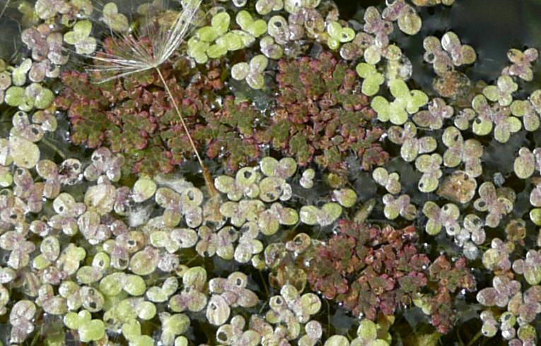 Water Fern