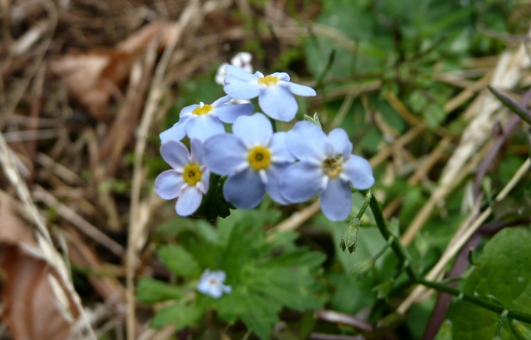Water Forget-me-not