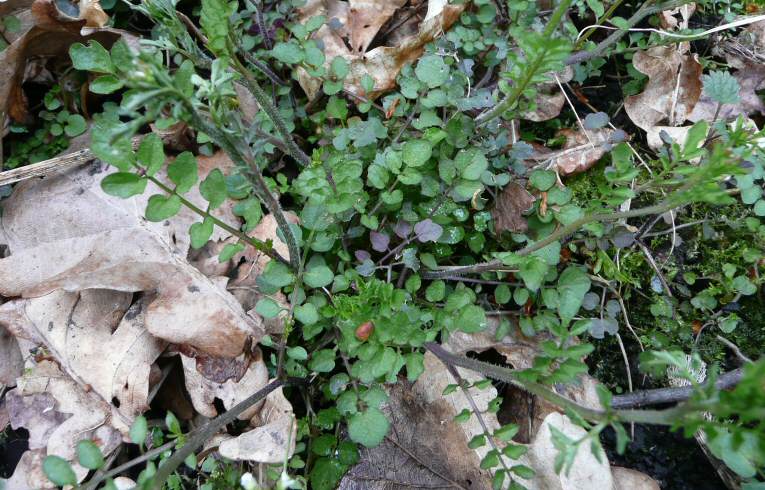 Wavy Bittercress