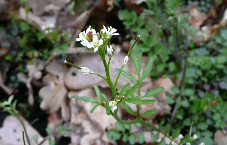 Wavy Bittercress