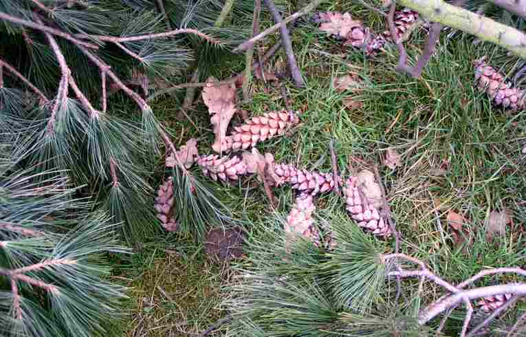 Weymouth Pine