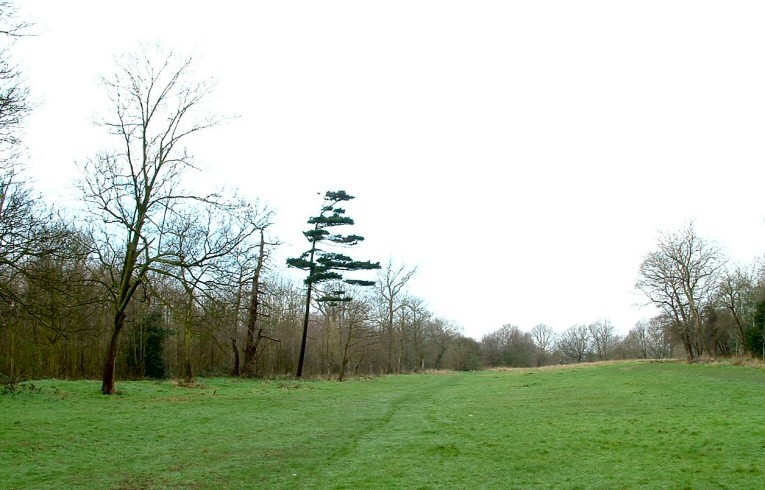 Wemouth Pine