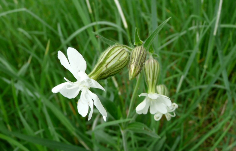 White Campion