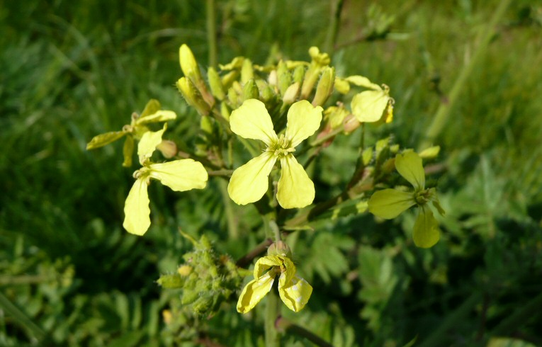 Wild Radish