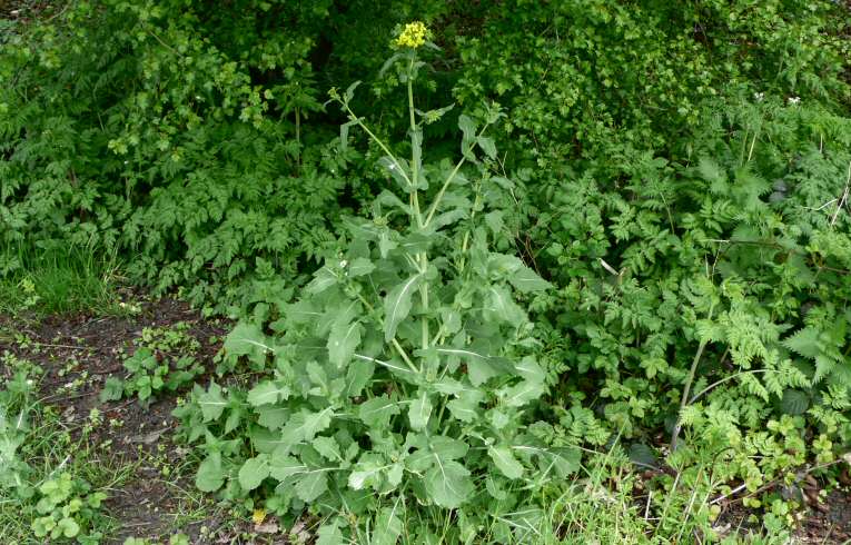 Wild Turnip