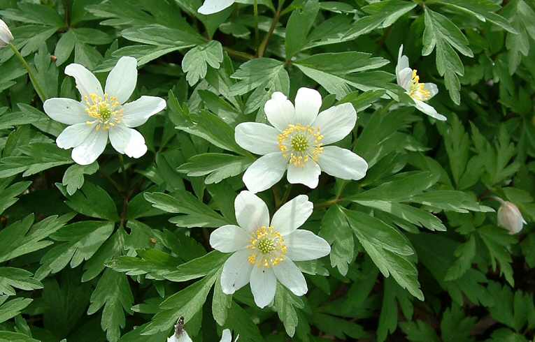 Wood Anemone