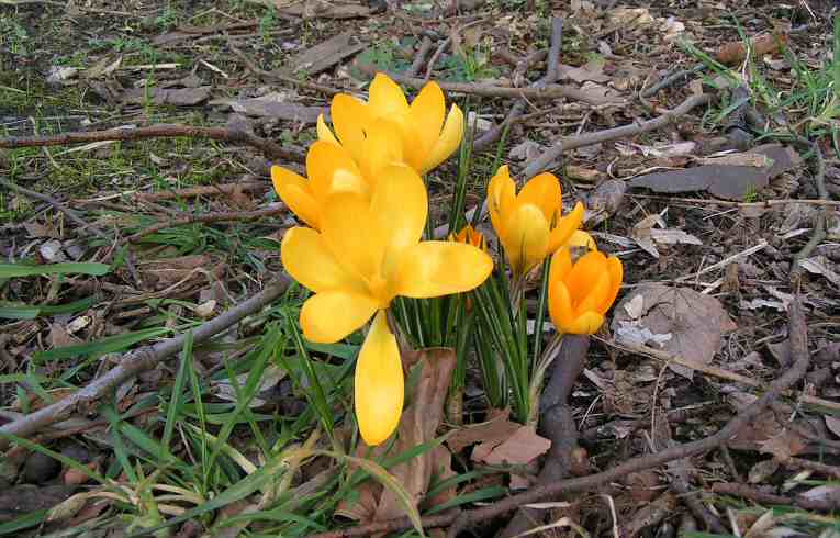 Yellow Garden Crocus