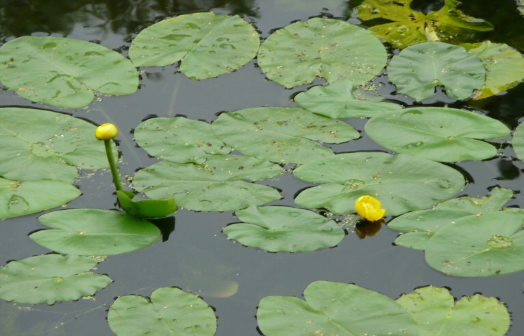 Yellow Water-lily