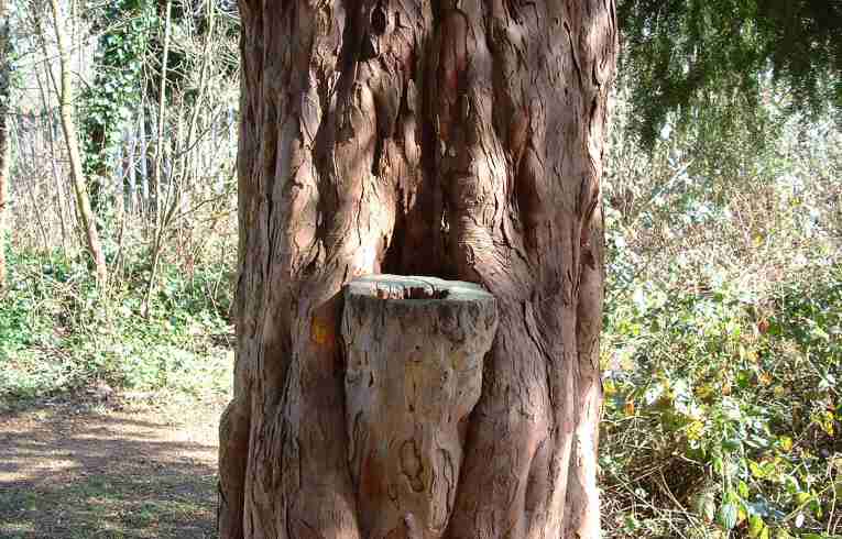 Yew