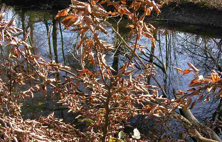 Beech
