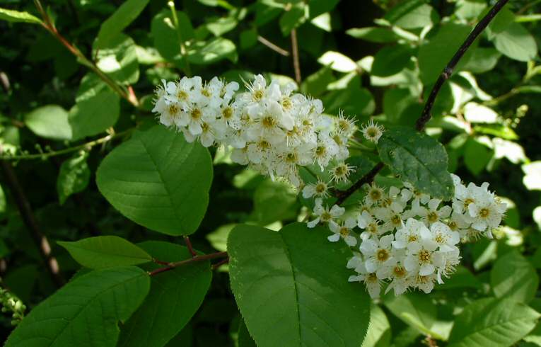 Bird Cherry