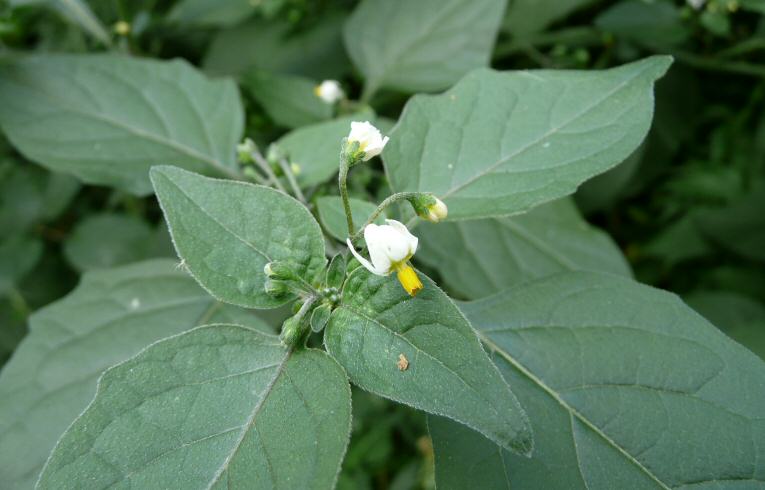 Black Nightshade