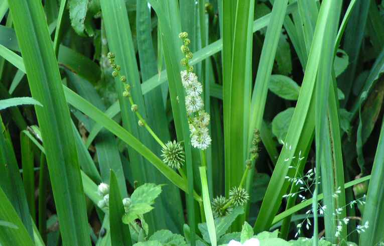 Branched Bur-reed