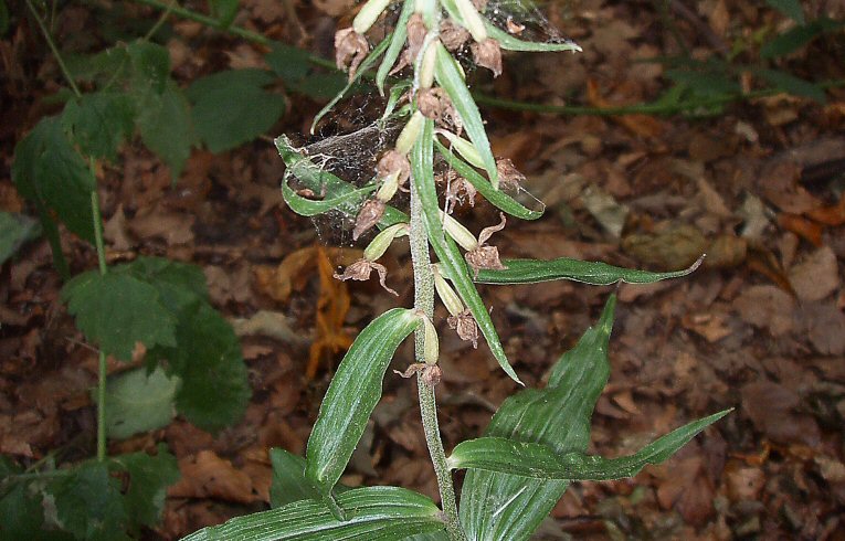 Broad-leaved Helleborine Epipactis helleborine