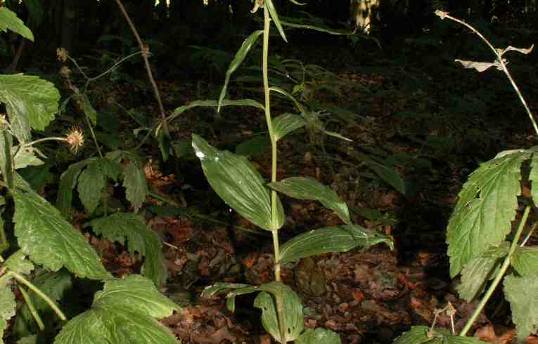 Broad-leaved Helleborine