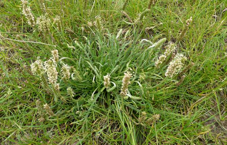 Buck's-horn Plantain