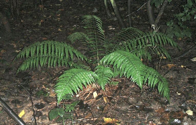 Common Buckler Fern