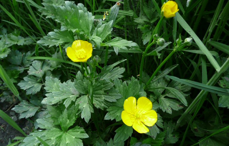 Bulbous Buttercup