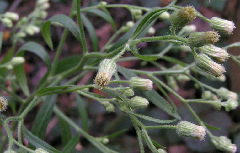 Canadian Fleabane