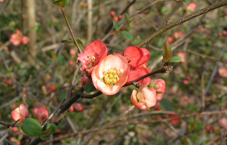Chinese Quince