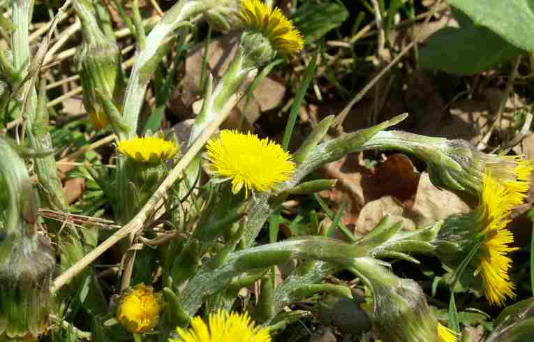 Coltsfoot