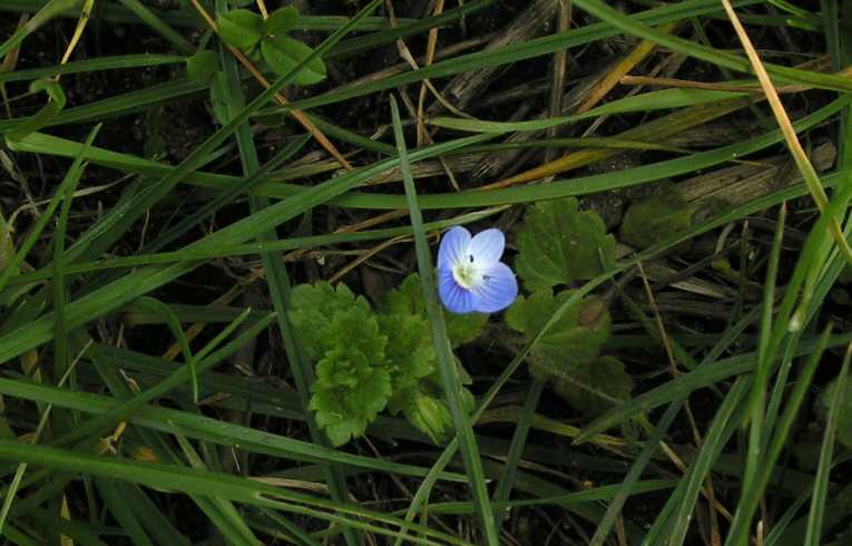 Common Field Speedwell