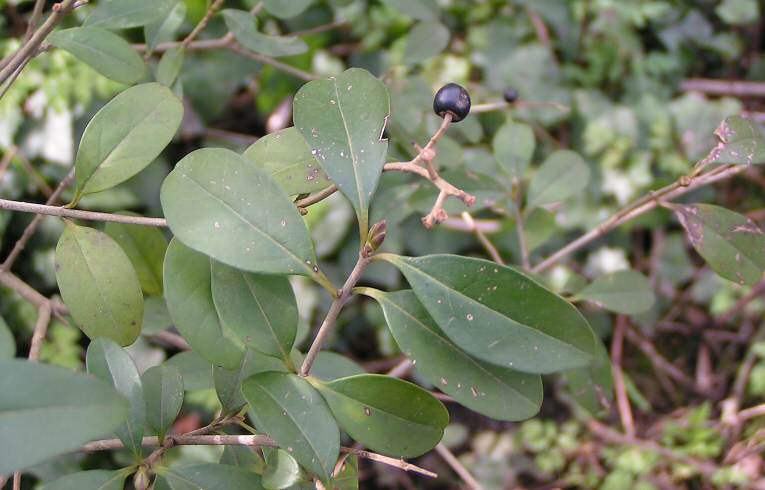 Common Privet
